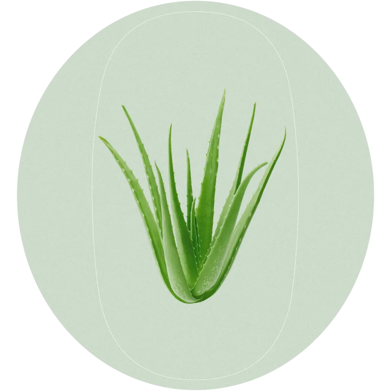 aloe