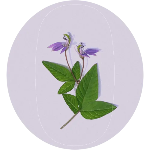 cleome