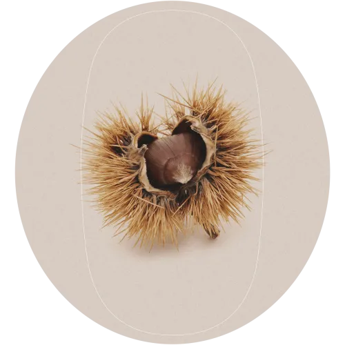 castagna
