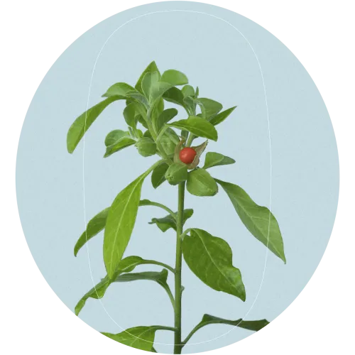 ginseng