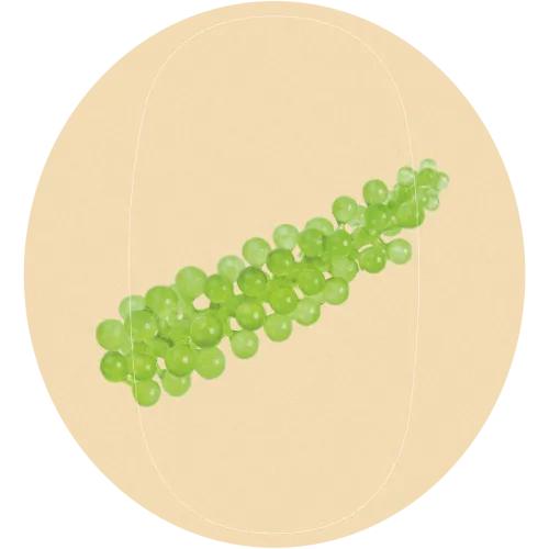 micro alga.png
